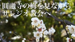 圓融寺の梅を見ながらサレジオ教会へ