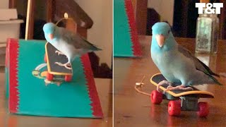 Tony Squawk: Parrotlet Loves Riding Mini Skateboard