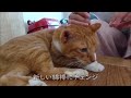 【猫の耳掃除】猫を癒やしているつもりが実は人間が癒やされていた…。