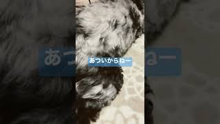 暑いからいつもこのポーズ#犬#MIX犬