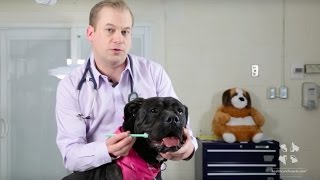 Vet Tutorial | How to Brush a Dog's Teeth