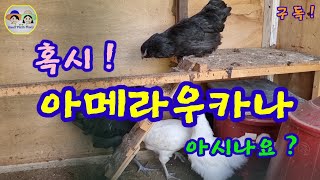 청계 원종...아메라우카나