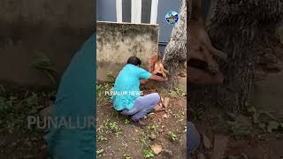 DOG RESCUE.മതിലിനും തെങ്ങിനുമിടയിൽ കുടുങ്ങി നായ.ഒരു ജീവന്‍ രക്ഷിക്കുന്നത് കണ്ട് നോക്കൂ.