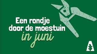 Stadstuinieren - Een rondje door de moestuin in juni