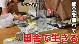 嬉しい変化。保護した猫親子と僕の新・移住生活【古民家暮らし#74】