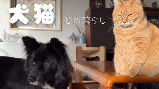 【保護犬】犬猫との暮らしはやっぱり最高♪心身ともに健康な生活が送れます！