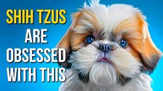 The Top 5 Things Shih Tzu Love The Most - Must Watch!