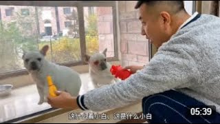 法国斗牛犬的胆子到底有多大？新买的玩具不敢玩，吓的转身就跑