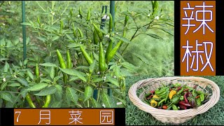 7月菜园之辣椒篇(Green Pepper)