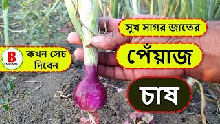 পেঁয়াজে কখন সেচ  দিতে হয় । পেঁয়াজে সেচ দেওয়ার উপযুক্ত সময় কখন । Onion Cultivation in Bangladesh