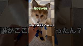 この程度のボールじゃダメなポメコギ兄弟