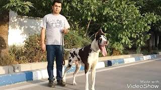 سگ گریت دین  great dian dog