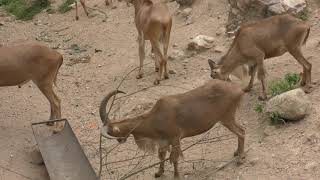 Barbary Sheep,バーバリーシープ,カオ・キャオ 動物園, สวนสัตว์เปิดเขาเขียว,Khao Kheow Open Zoo,