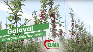 GALAVAL (Elma Tarım Fidancılık Showroom Bahçesi) TeL:0 555 732 18 42