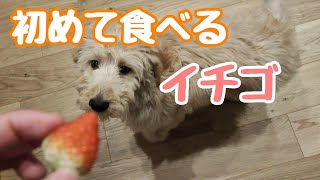 【初めてのイチゴ】子犬の意外な食べ方にびっくり！【ゴールデンドゥードル】