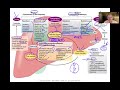 liver phase i and ii detoxification cytochrome p450 system