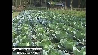 ট্রাইকো কম্পোস্ট জৈব সার এর উপকারিতা | প্রাকৃতিক কৃষি |