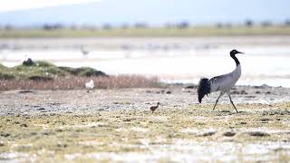 Up-close view of the rare wildlife black-necked crane on the Roof of the World, Tibet.