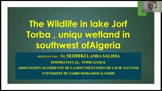 The wildlife in the Lake Jorf Torba, unique wetland in southwest of Algeria - Lamia Seddiki