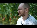 tomaten aus dem supermarkt oder tomaten pflanzen herkunft anbau umweltbilanz i Ökochecker swr