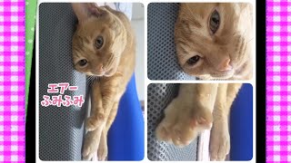 むぎっちゅ☆エアーふみふみする猫☆