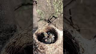 Black drongo bird babies (P 22) #shorts #youtubeshorts #shortvideo #short