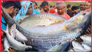 আজকের বাজারে ইলিশ মাছের কেজি কতো কাওরান বাজার ঢাকা! Hilsa fish market price today