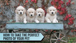 5 tips to snap the perfect photo of your pet