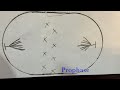 mitosis stop motion