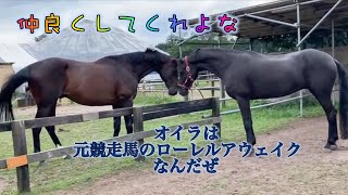 あーこっこ乗馬日記〜やっぱりここはアブが多いぜ！