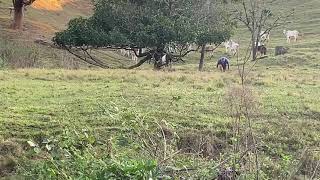 Man Narrowly Escapes Charging Cattle || ViralHog