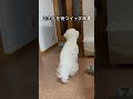 dog おもしろい犬 犬のいる暮らし 小さい 可愛い 小ぶりな大型犬 いぬ 犬犬 愛犬 可愛いわんこ ビションフリーゼ かわいい動物 animal 犬のいる生活 もふもふ