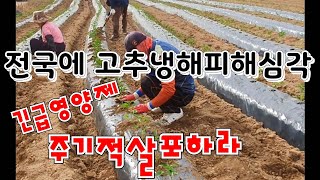 전국 고추농가 냉해피해가 심각하다