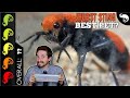 Velvet Ant, The Best Pet Invertebrate?