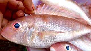 Abundant fresh sea fish, good variety, many kinds for sale in the market