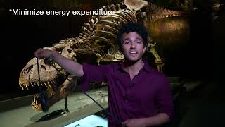 Walking with tyrannosaurs | Pasha van Bijlert | TEDxBoerhaavedistrictStudio