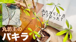 【パキラ】続編！丸坊主剪定してから1ヵ月、成長の様子をまとめてみた