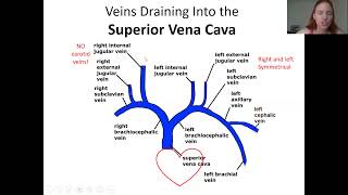 Anat1 Veins