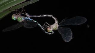 Mating of Dragonflies | DragonFly | Reproduction in Insects #entomology