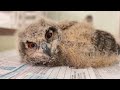 ベンガルワシミミズクの雛と、一緒にお昼寝しましょう🦉💤