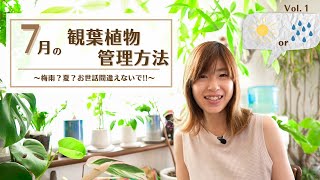 【梅雨と夏が混在する7月】この時期枯らしたくない方必見！観葉植物の管理方法