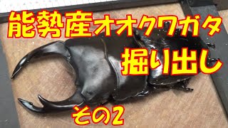 能勢産オオクワガタ掘り出し　その2　＃オオクワガタの飼育＃オオクワガタ＃ボトル飼育＃クワガタの飼育