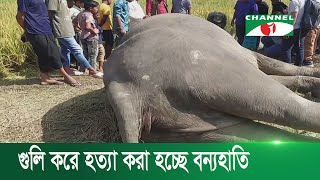 বৈদ্যুতিক ফাঁদ পেতে ও গুলি করে হত্যা করা হচ্ছে বন্যহাতি