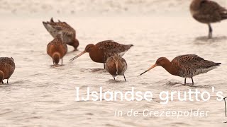 IJslandse grutto's in de Crezéepolder #837