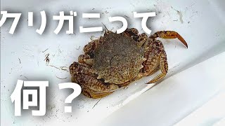 毛ガニ！？釣ってしまう