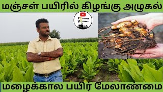 மழைக்காலங்களில் மஞ்சளில் கிழங்கு அழுகல் நோய் -சரிசெய்வது எப்படி?