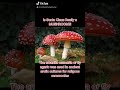 Is Santa Claus really a mushroom?