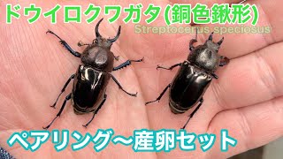 ドウイロクワガタのペアリング～産卵セット　How to propagate a stag beetle（Streptocerus speciosus）