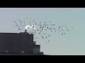 tender spring - Twigs (Reharm)