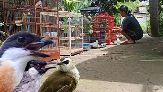 Cara Perawatan Burung Kicau Agar Selalu Sehat dan harian tetap Aktif Bunyi